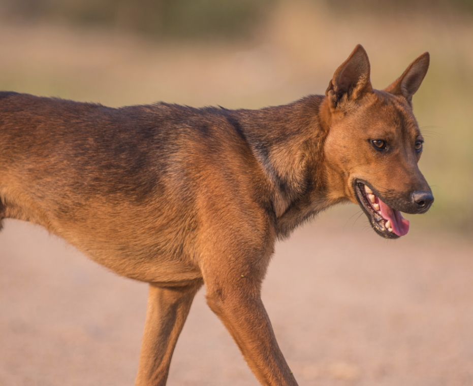 WildDogScan Home